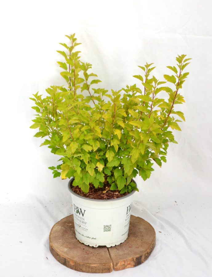 Physocarpus opulifolius Tiny Wine Gold C3 - Heesterkwekerij JC Niesing compacte geelbladige physocarpus