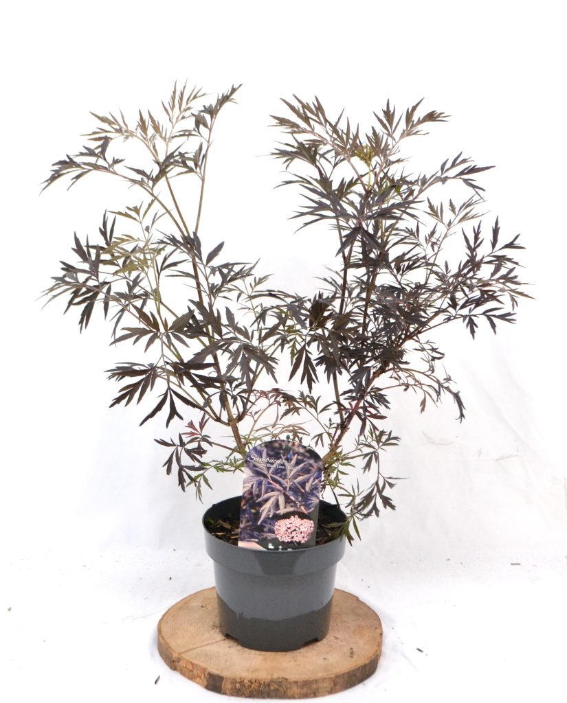 Sambucus nigra Black Lace C3 - Heesterkwekerij JC Niesing vlier