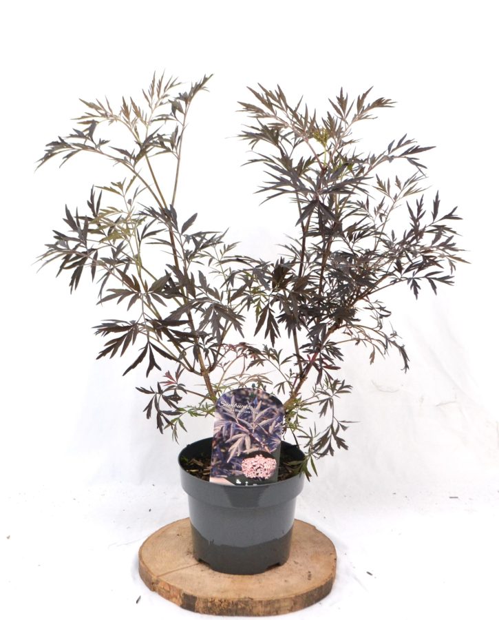 Sambucus nigra Black Lace C3 - Heesterkwekerij JC Niesing vlier