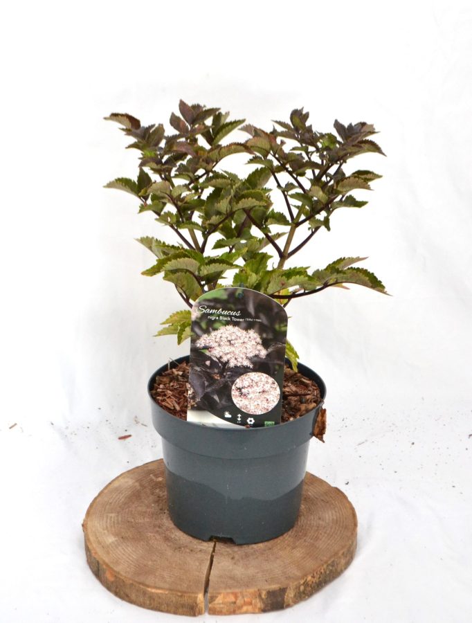 Sambucus nigra Black Tower C3 - Heesterkwekerij JC Niesing