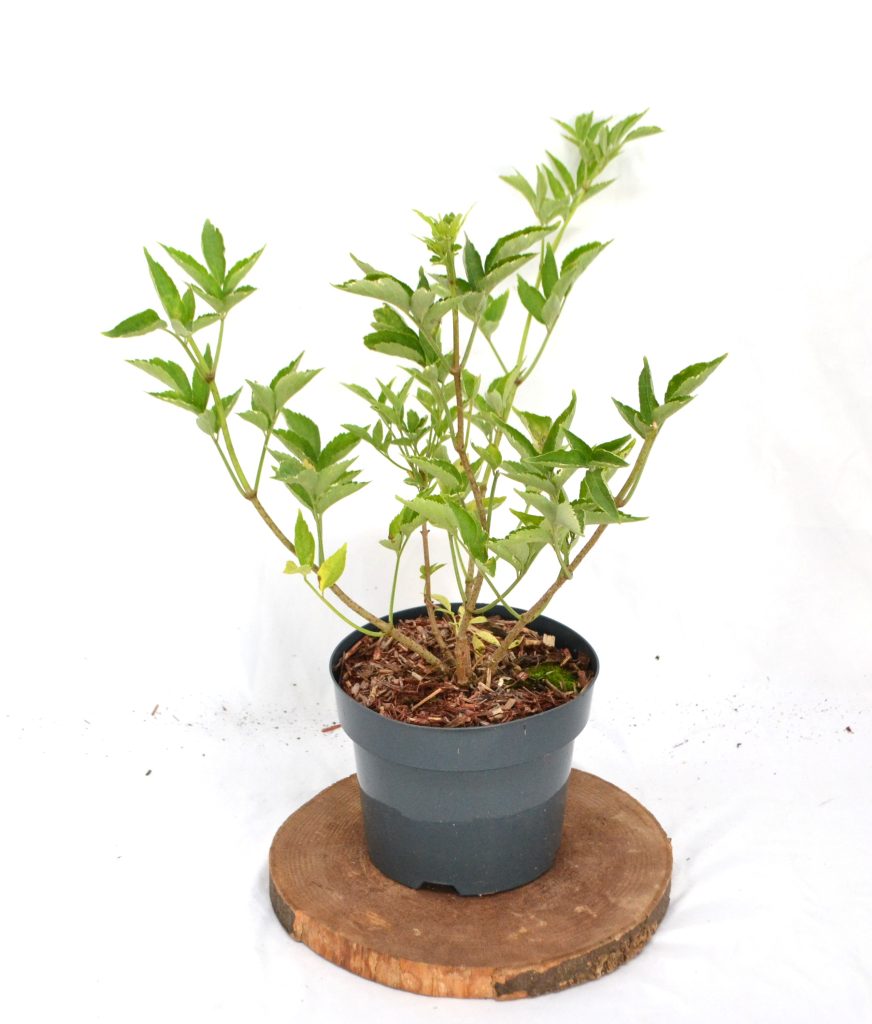 Sambucus nigra Gold Spark - Heesterkwekerij JC Niesing