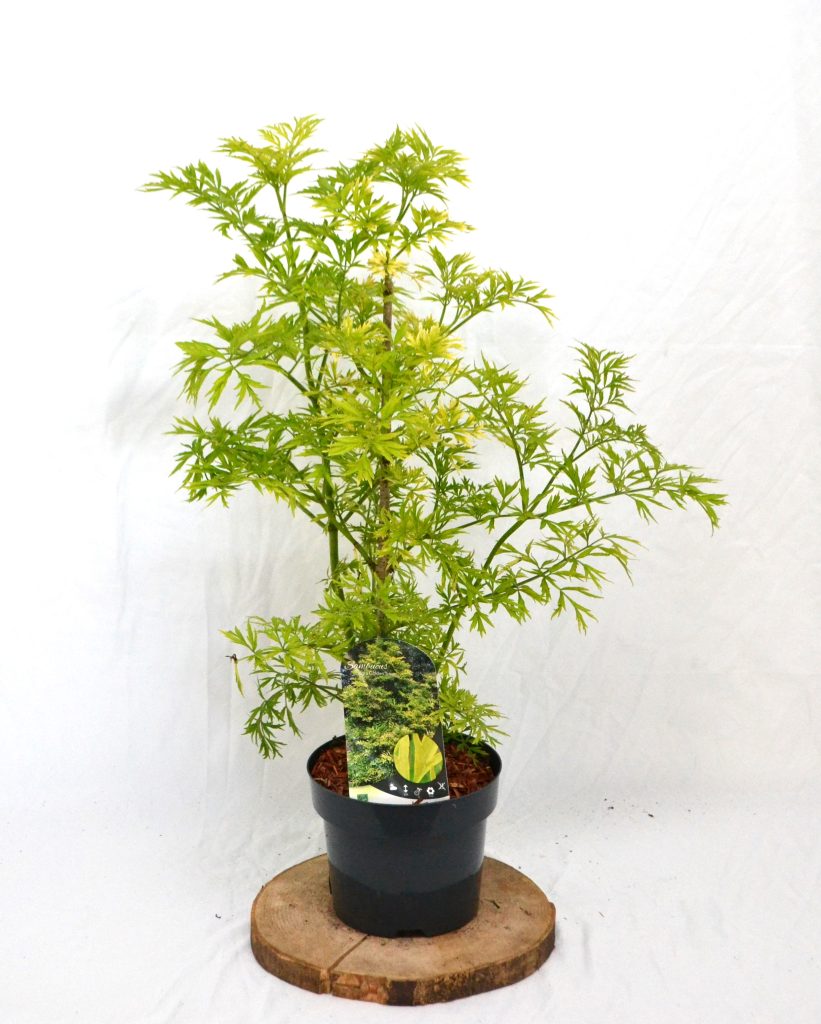 Sambucus nigra Golden Tower C3 - Heesterkwekerij JC Niesing vlier