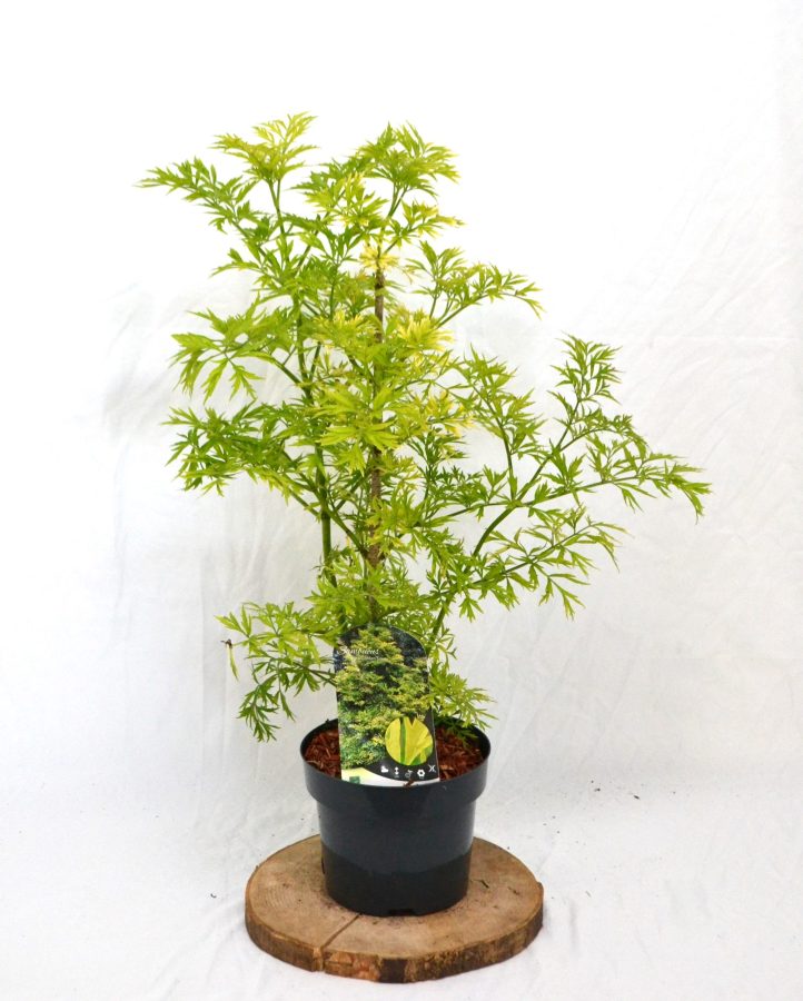 Sambucus nigra Golden Tower C3 - Heesterkwekerij JC Niesing vlier
