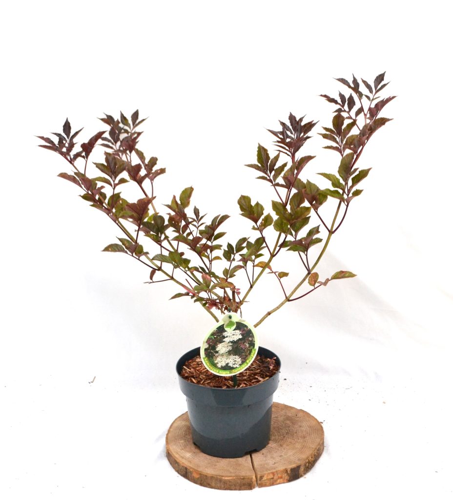 Sambucus Guincho Purple C3 - Heesterkwekerij JC Niesing vlier