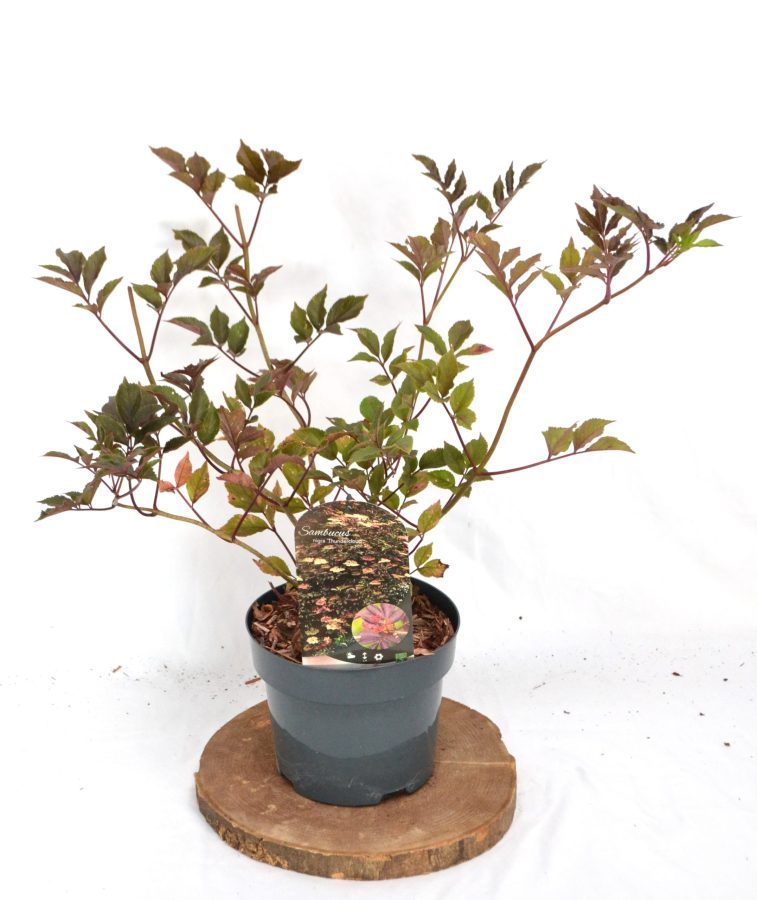 Sambucus nigra Thundercloud C3 - Heesterkwekerij JC Niesing Vlier
