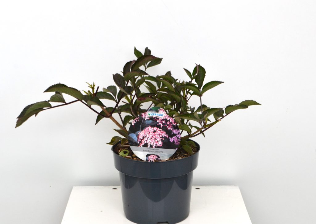 Sambucus nigra Black Beauty C3 - Heesterkwekerij JC Niesing vlierbes