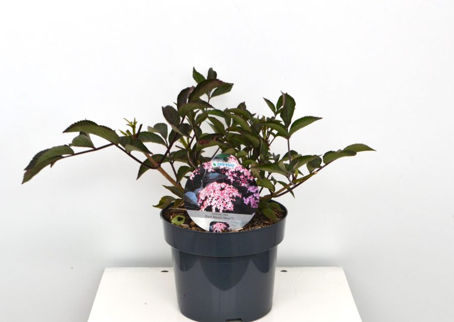 Sambucus nigra Black Beauty C3 - Heesterkwekerij JC Niesing vlierbes