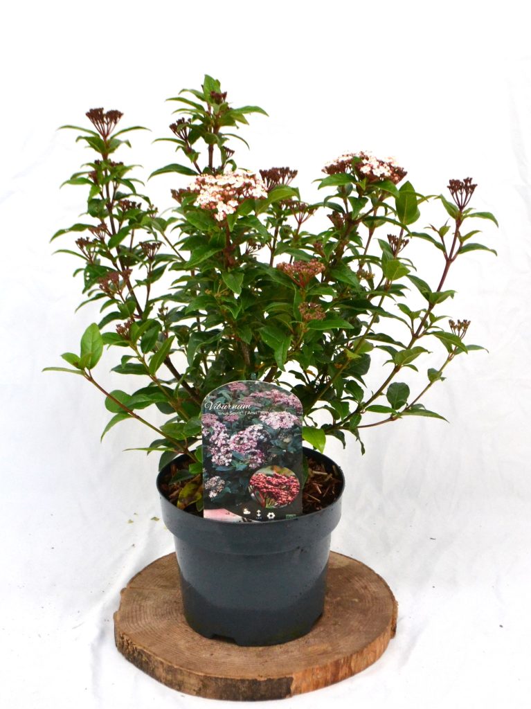 Viburnum tinus Spirit C3 - Heesterkwekerij JC Niesing compacte wintergroene heester, zeer lange bloeitijd donkerpaarse bes