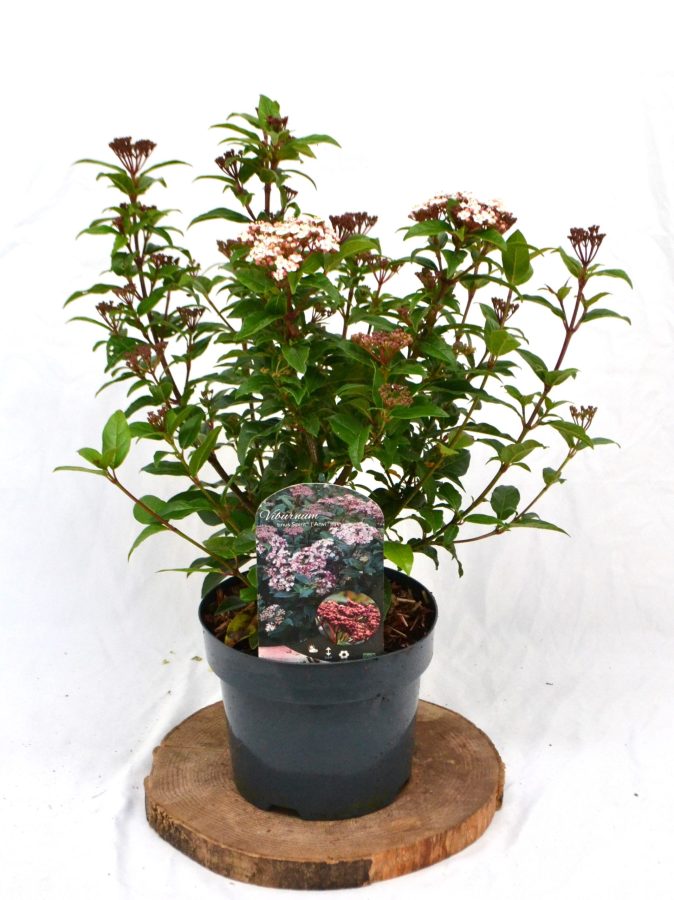Viburnum tinus Spirit C3 - Heesterkwekerij JC Niesing compacte wintergroene heester, zeer lange bloeitijd donkerpaarse bes