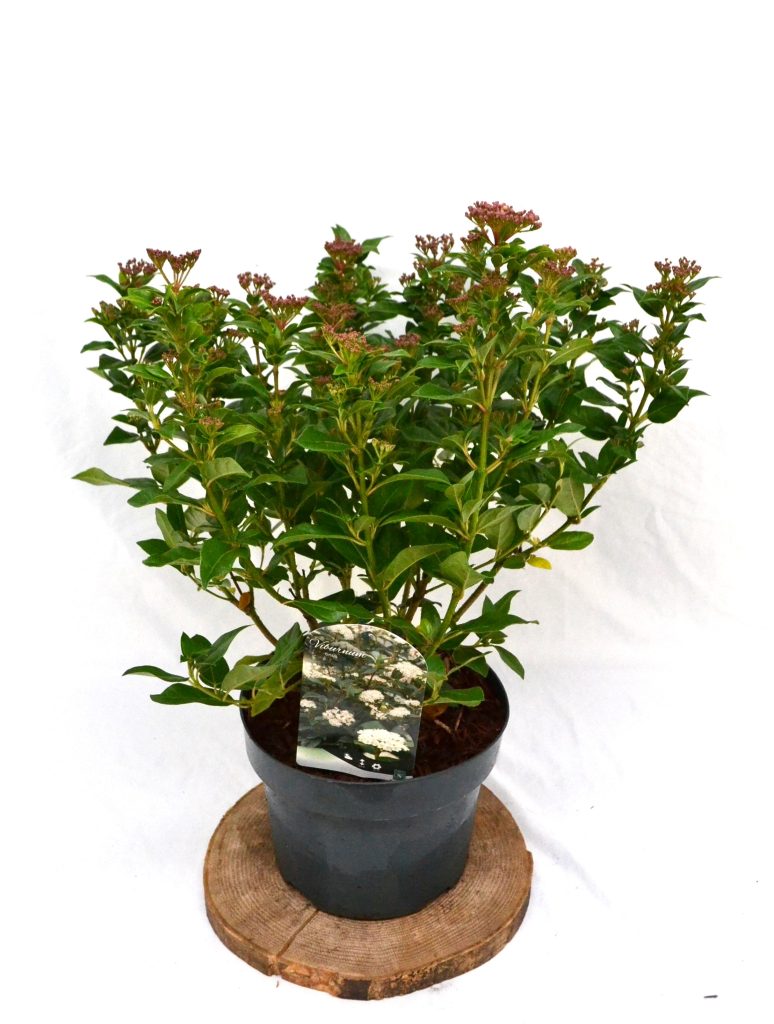 VIburnum Tinus C5 - Heesterkwekerij JC Niesing Wintergroene Heester, lange bloeiperiode, winterbloeier
