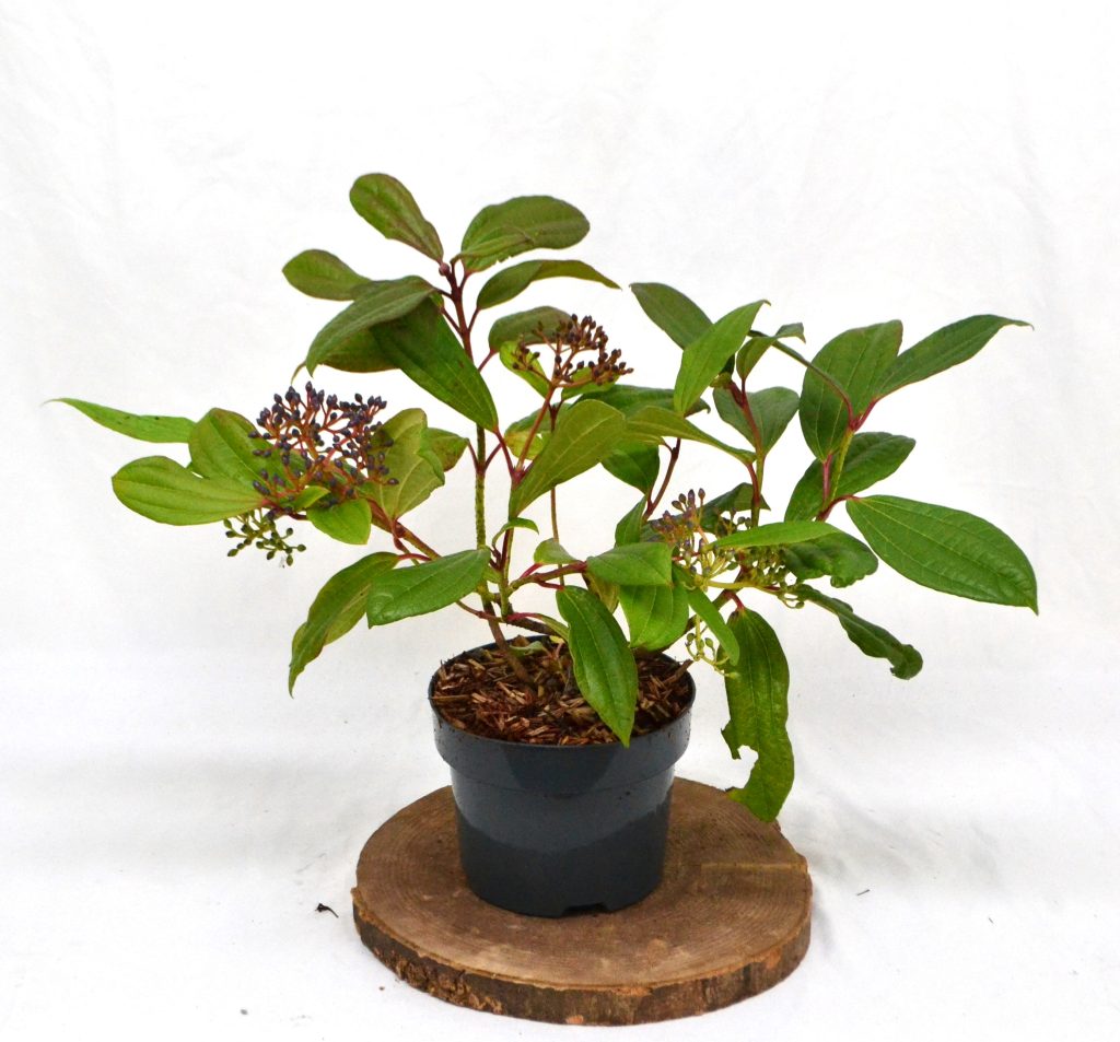 Viburnum Daviddi C2 - Heesterkwekerij JC Niesing bodembedekker, wintergroene heester