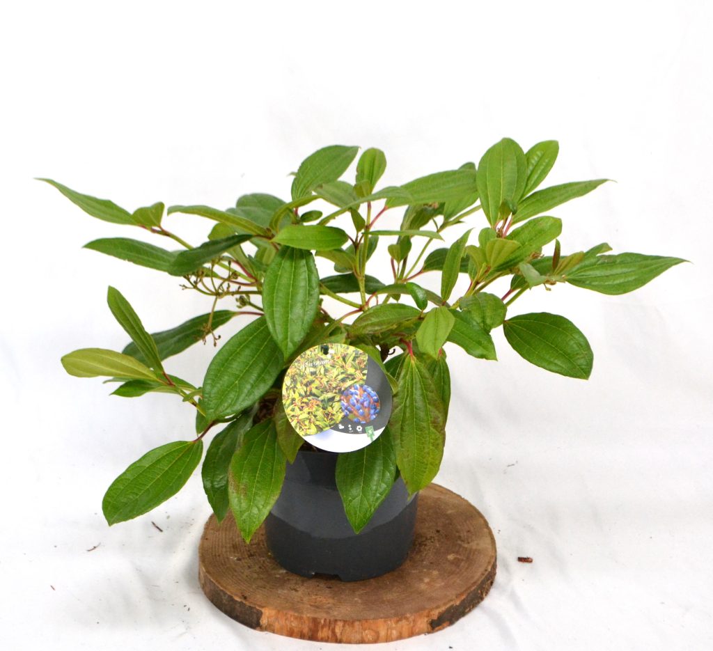 Viburnum Daviddi C3 - Heesterkwekerij JC Niesing bodembedekker, wintergroene heester