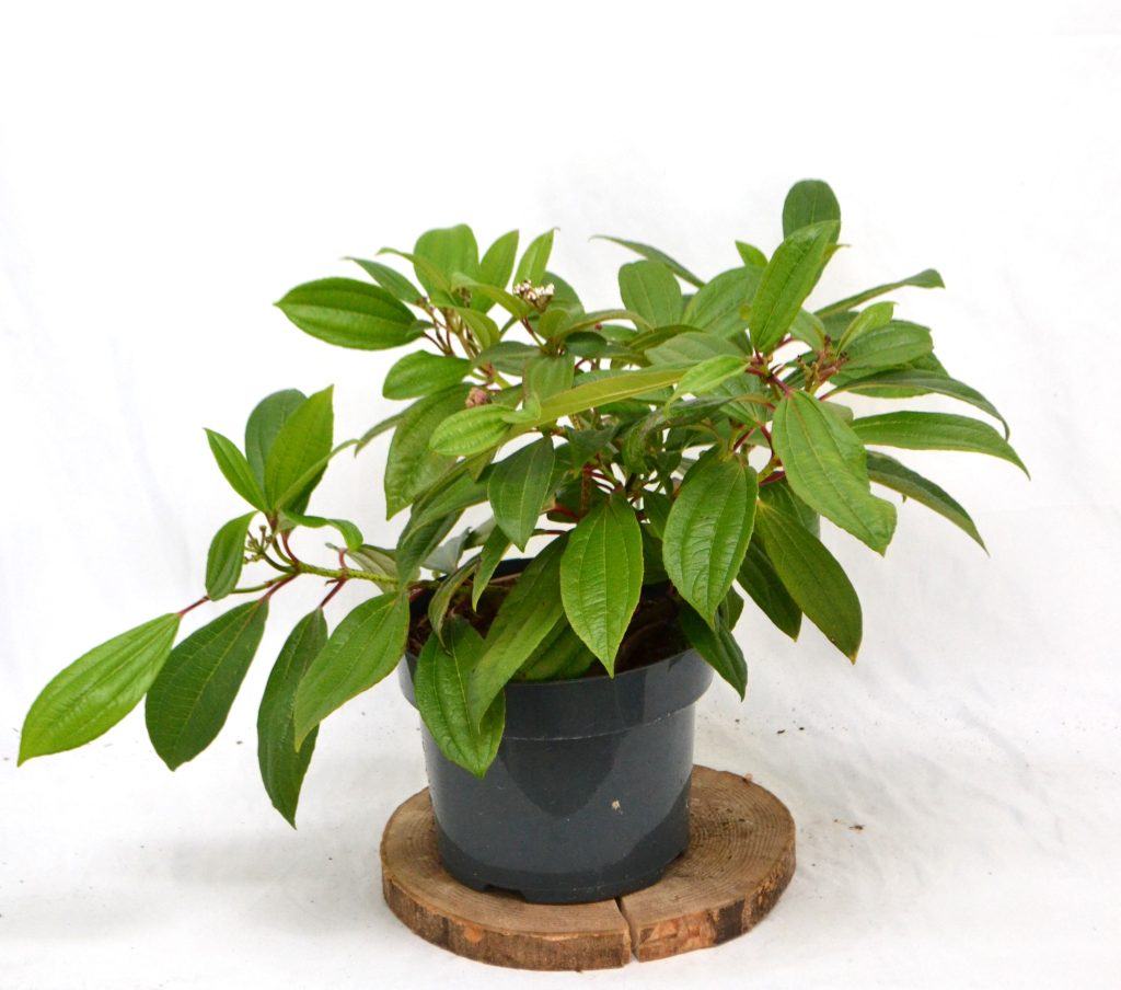 Viburnum Daviddi C5 - Heesterkwekerij JC Niesing bodembedekker, wintergroene heester