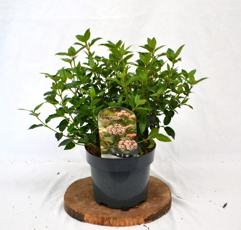 Viburnum tinus Eve Price C3 - Heesterkwekerij JC Niesing wintergroene heester