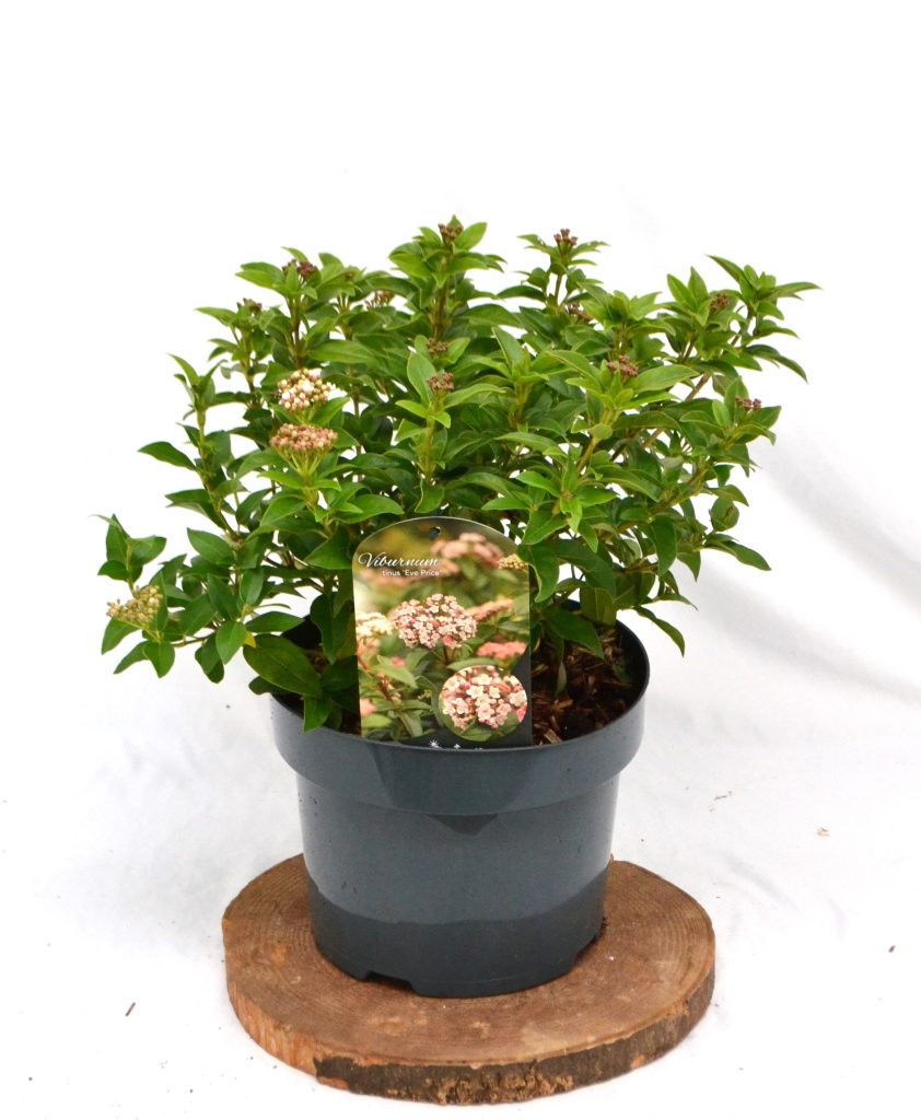 Viburnum tinus Eve Price C5 - Heesterkwekerij JC Niesing wintergroene heester, lange bloeitijd