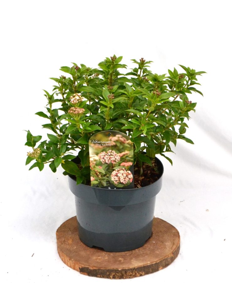 Viburnum tinus Eve Price C5 - Heesterkwekerij JC Niesing wintergroene heester, lange bloeitijd