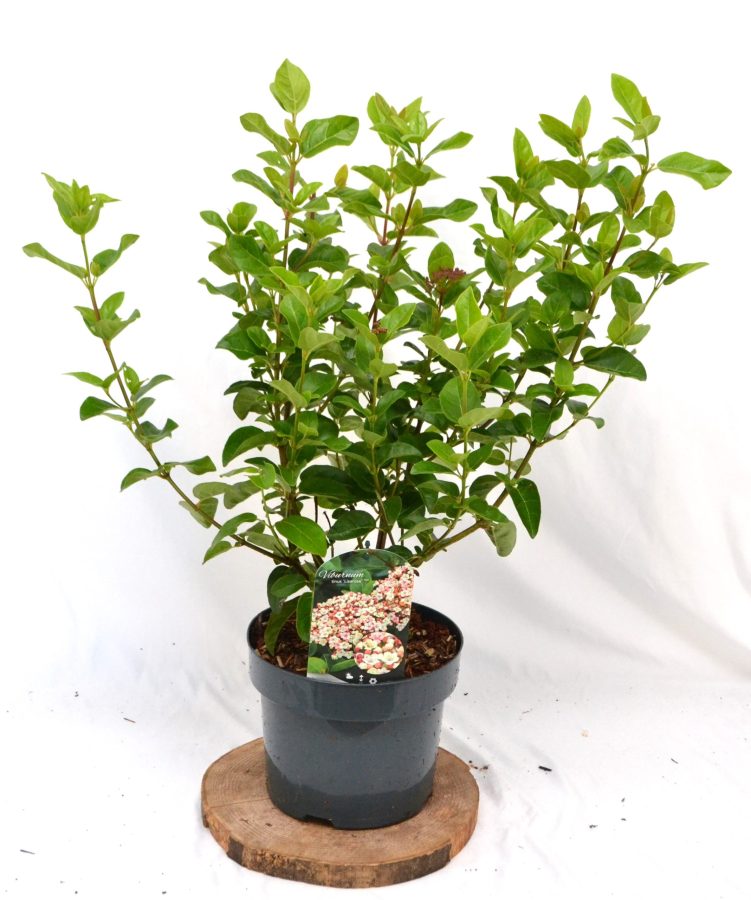 Viburnum tinus Lisarosa C5 - Heesterkwekerij JC Niesing wintergroene heester, lange bloeiperiode