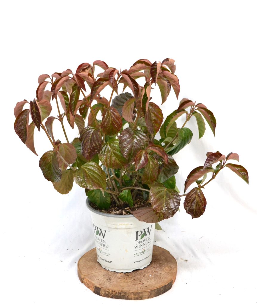 Viburnum Shiny Dancer C5 - Heesterkwekerij JC Niesing