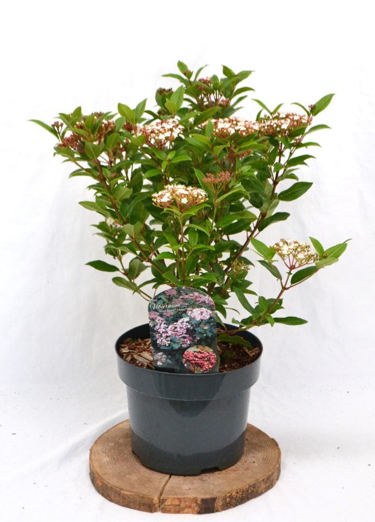 Viburnum tinus Spirit C5 - Heesterkwekerij JC Niesing compacte wintergroene heester, zeer lange bloeitijd donkerpaarse bes