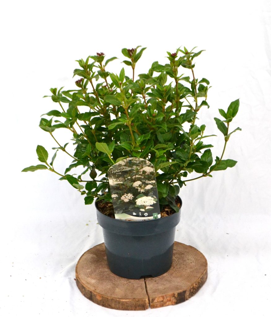 Viburnum Tinus C3 - Heesterkwekerij JC Niesing wintergroene Heester, lange bloeiperiode