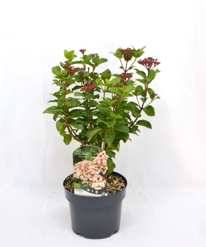 Viburnum tinus Lisarosa C3 - Heesterkwekerij JC Niesing wintergroene heester, lange bloeiperiode