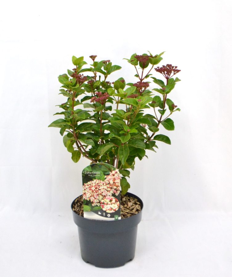 Viburnum tinus Lisarosa C3 - Heesterkwekerij JC Niesing wintergroene heester, lange bloeiperiode