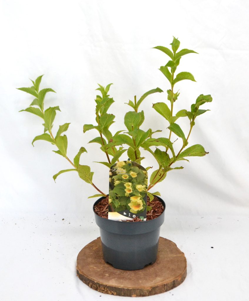 Weigela Middendorfiana C3 - Heesterkwekerij JC Niesing gelige bloem