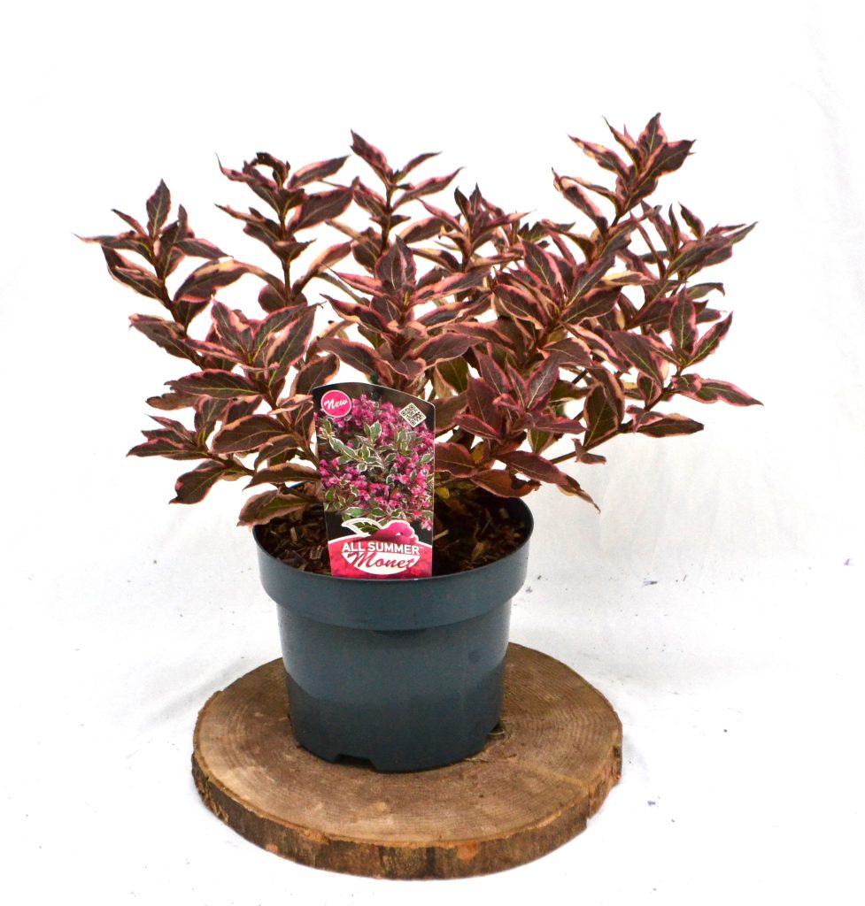 Weigela All Summer Monet C3- Heesterkwekerij JC Niesing hele zomer bloem