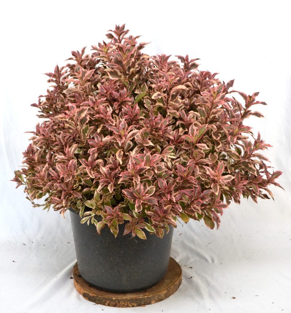 Weigela All Summer Monet C12 - Heesterkwekerij JC Niesing