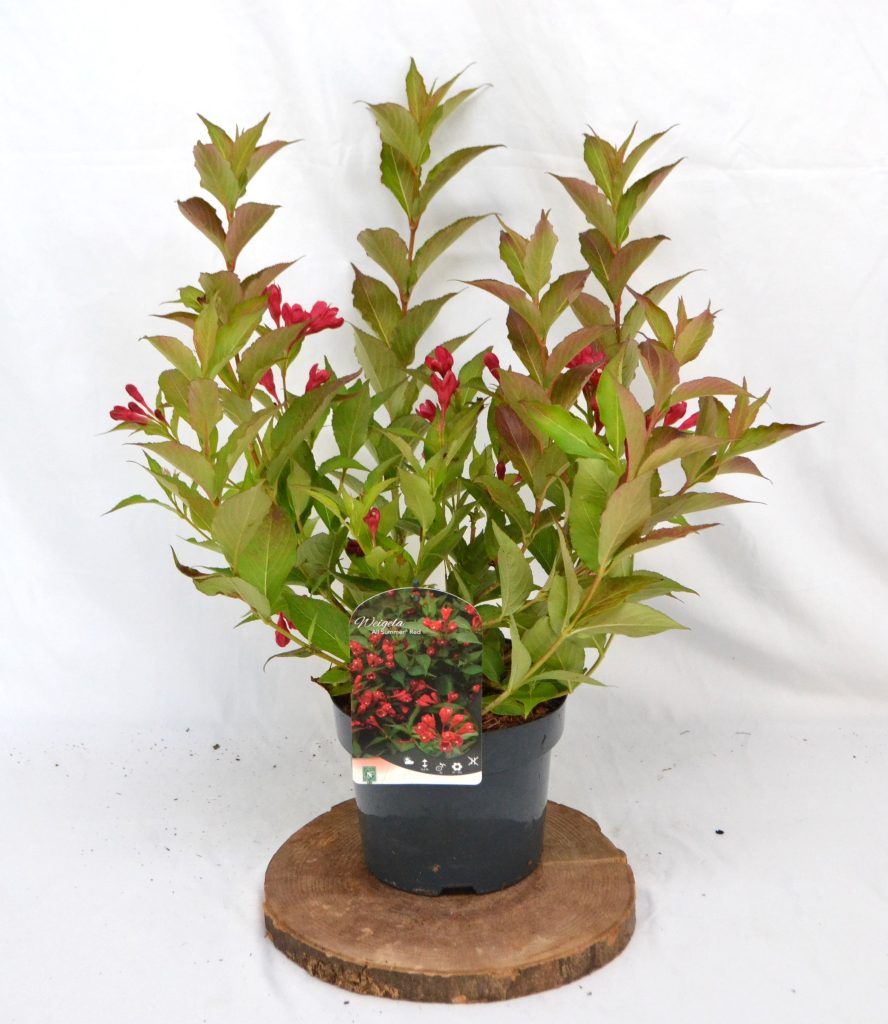 Weigela All Summer Red C3 - Heesterkwekerij JC Niesing felrode bloem, doorbloeiende heester