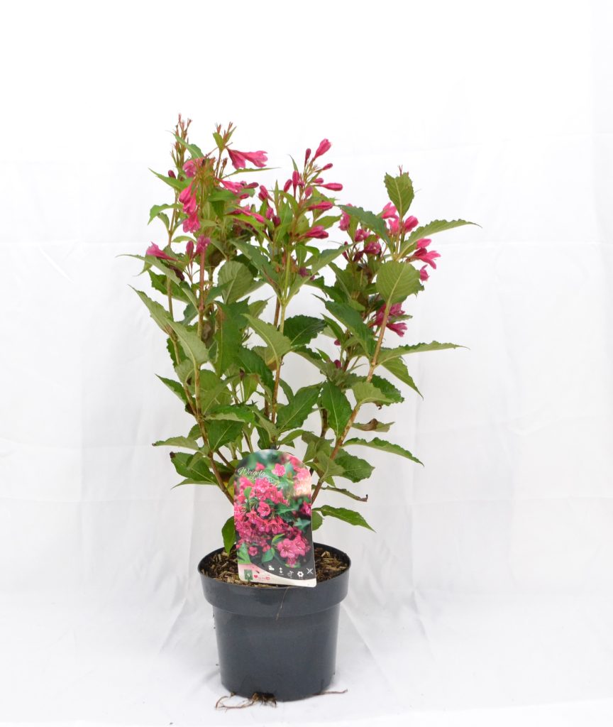 Weigela Big Love C3 - Heesterkwekerij JC Niesing hele zomer roze bloem