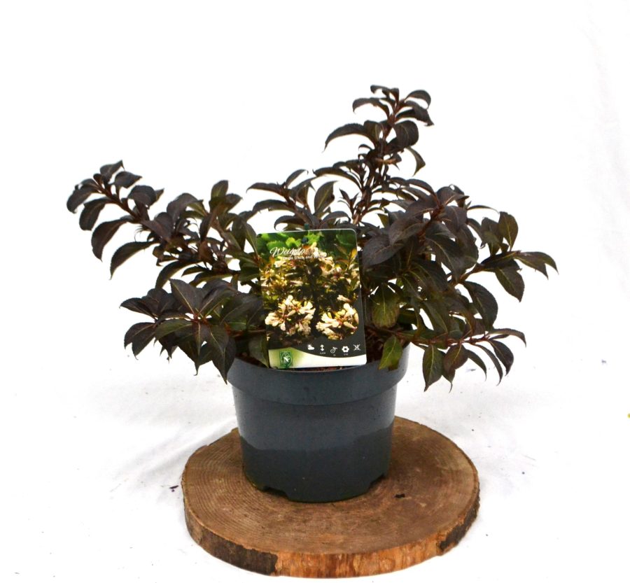 Weigela Black and White C3 - Heesterkwekerij JC Niesing