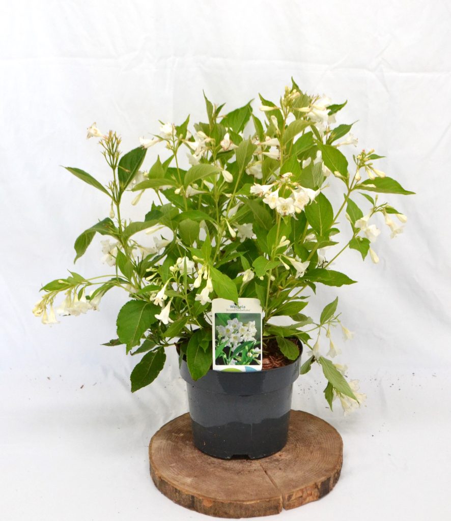 Weigela Bristol Snowflake C3 - Heesterkwekerij JC Niesing