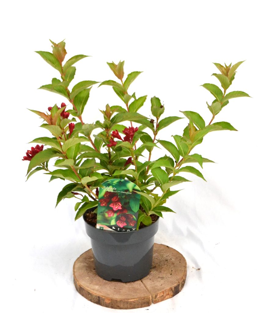 Weigela Cherry Love C3 - Heesterkwekerij JC Niesing bij vriendelijk, diep rode bloem