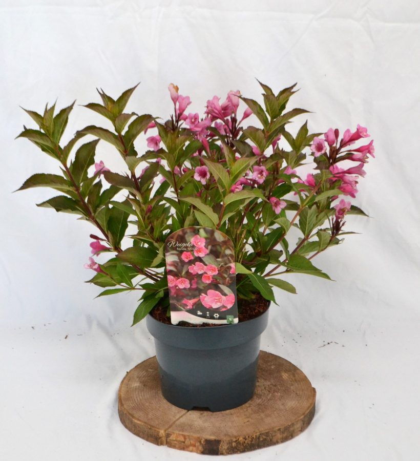 Weigela florida Minuet C3 - Heesterkwekerij JC Niesing roze bloem