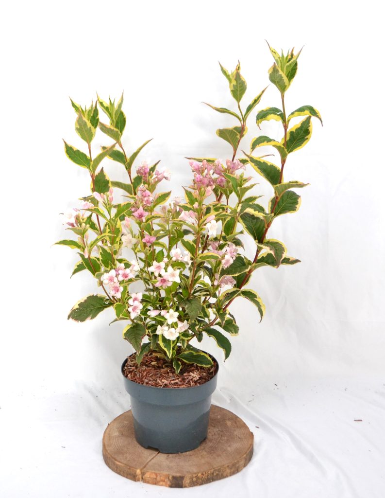 Weigela florida Nana Variegata C3 - Heesterkwekerij JC Niesing Bonte Weigela