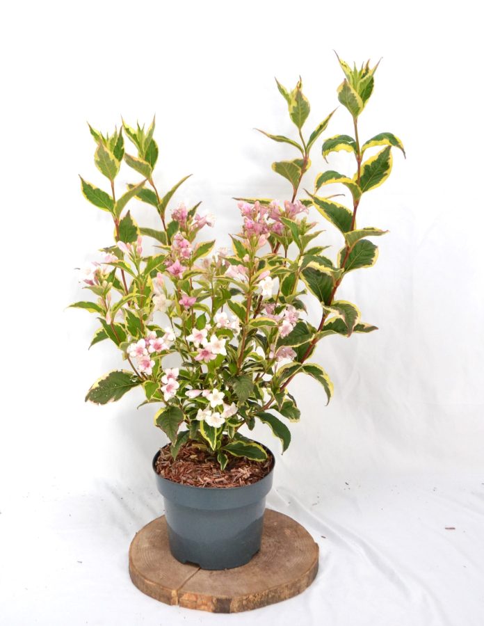 Weigela florida Nana Variegata C3 - Heesterkwekerij JC Niesing Bonte Weigela