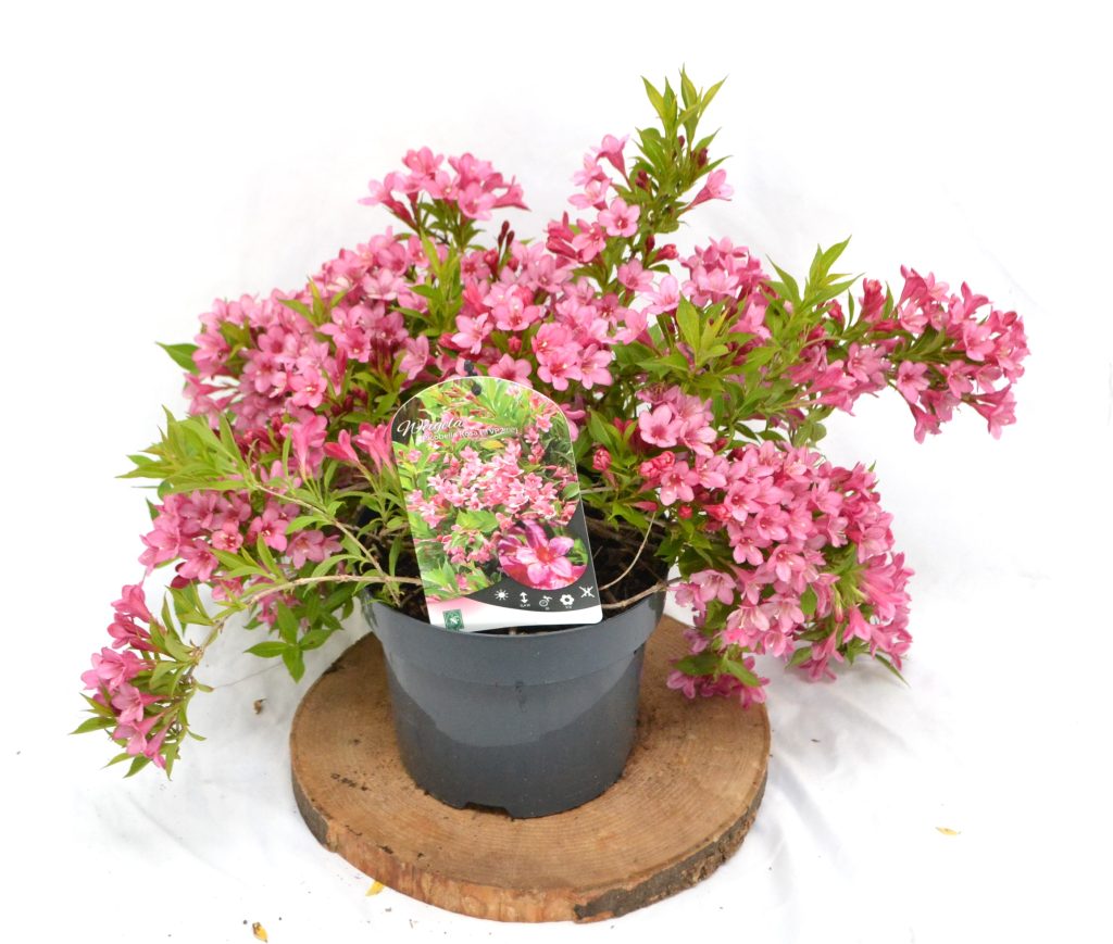 Weigela 'Picobella Rosa' C3 - Heesterkwekerij JC Niesing. Veel roze bloemen, hele zomer bloemen