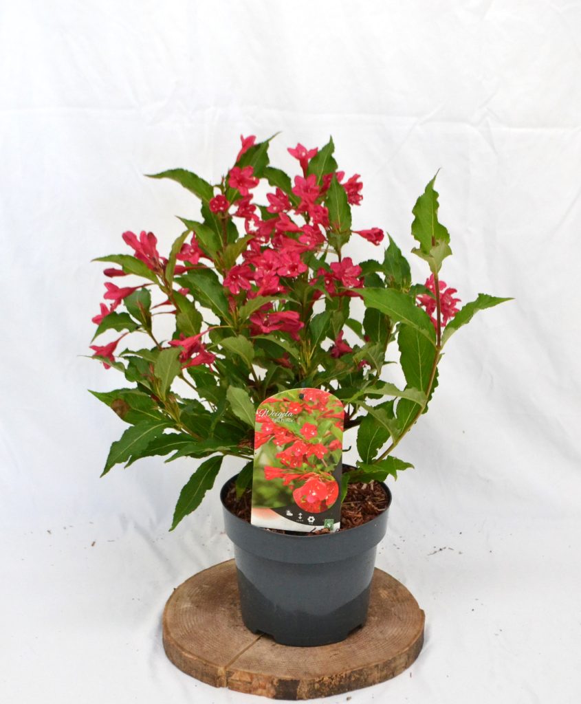 Weigela Red Prince C3 - Heesterkwekerij JC Niesing