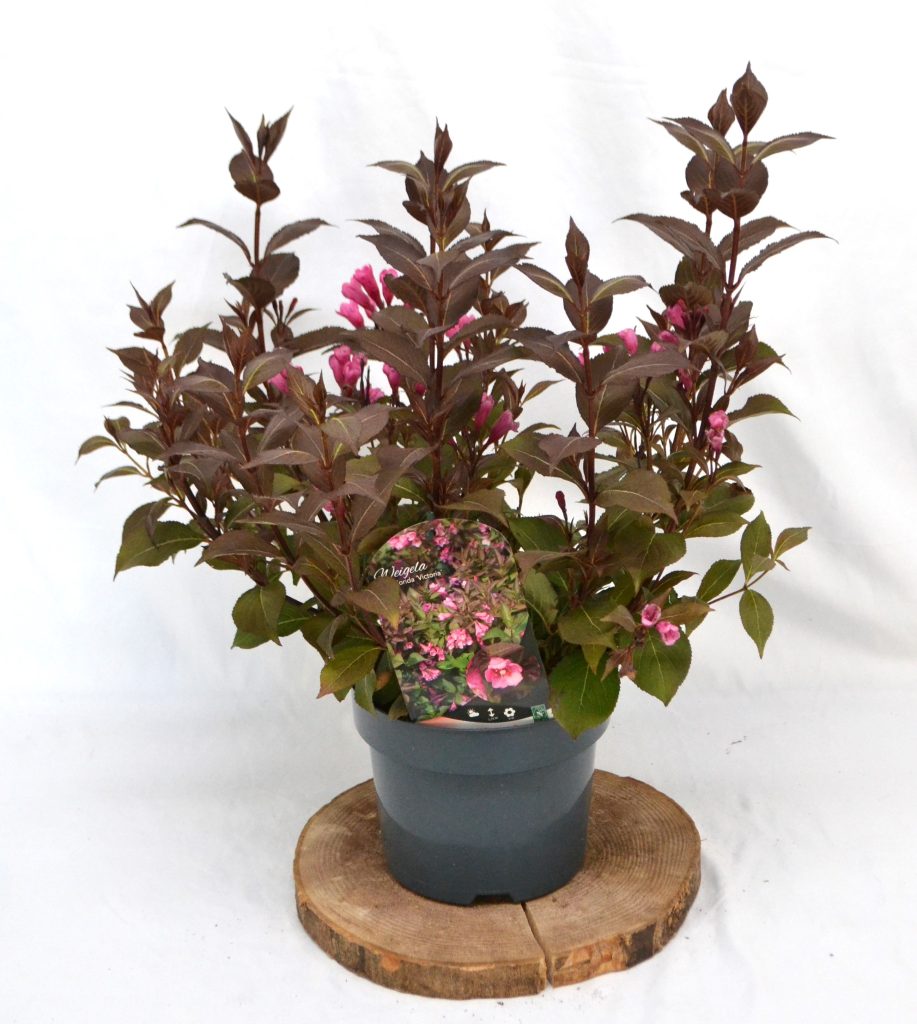 Weigela florida Victoria C3 - Heesterkwekerij JC Niesing felroze bloem