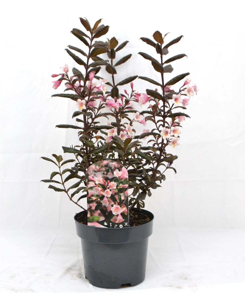 Weigela Vintage Love C3 - Heesterkwekerij JC Niesing