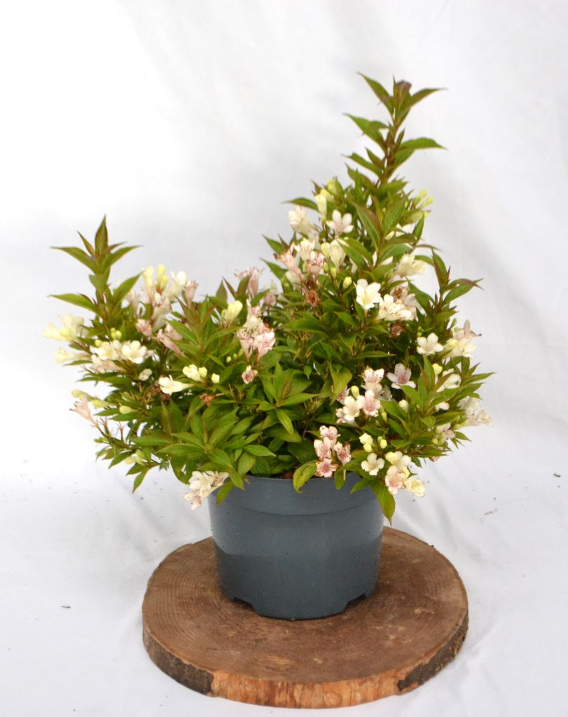Weigela picobella Bianco C3 - Heesterkwekerij JC Niesing compacte heester, dwergvorm heester witte bloemen