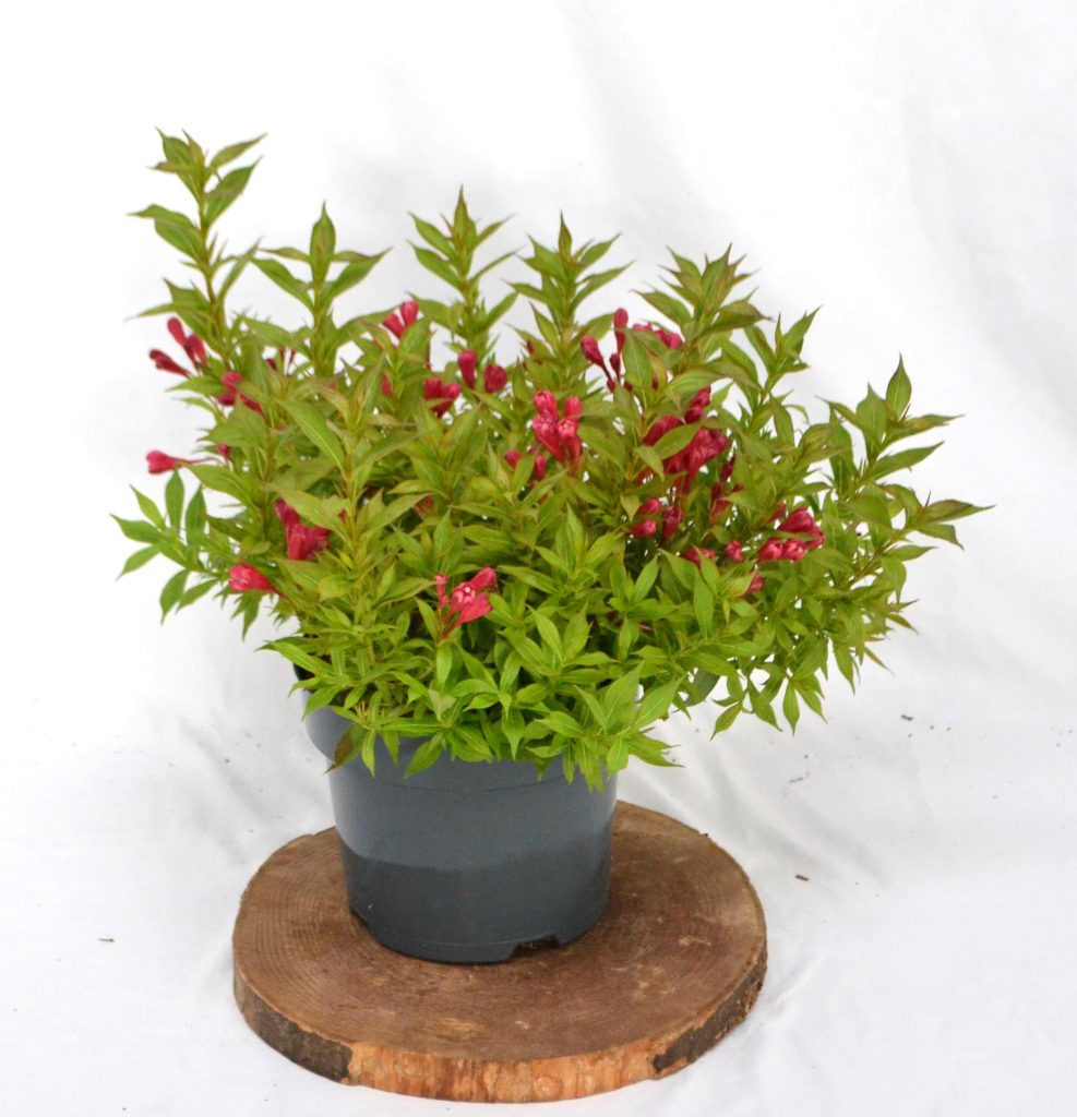 Weigela picobella Rosso C3- Heesterkwekerij JC Niesing
