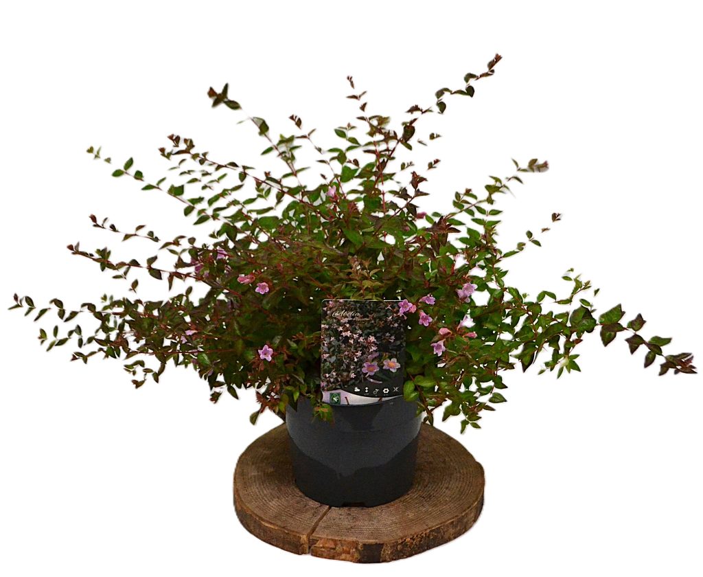 Abelia Edward Goucher C3 - Heesterkwekerij JC Niesing sierstruik bij- en vlindervriendelijk half wintergroene heester