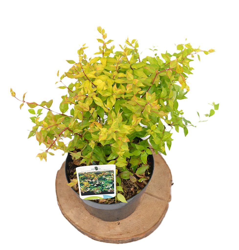 Abelia grandiflora Francis Mason C3- Heesterkwekerij JC Niesing sierstruik bij- en vlindervriendelijk