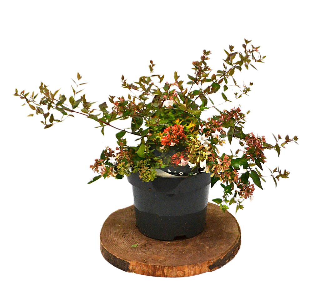 Abelia Grandiflora C3 - Heesterkwekerij JC Niesing