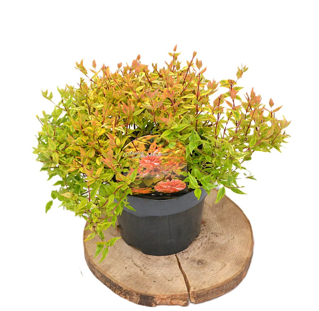 Abelia grandiflora Kaleidoscope C3 - Heesterkwekerij JC Niesing sierstruik