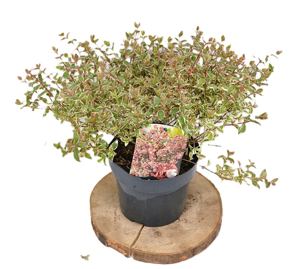 Abelia grandiflora Magic Daydream C3- Heesterkwekerij JC Niesing sierstruik bij- en vlindervriendelijk bontblad