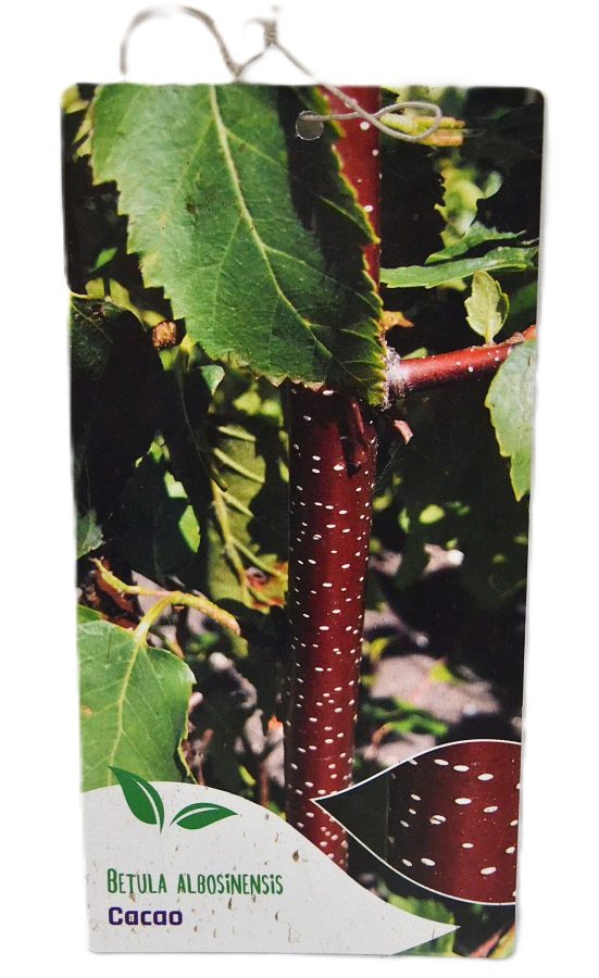 Betula albosinensis Cacao etiket