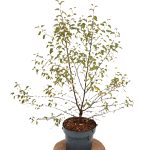 Betula pendula Fuzzy Feathers C3 - Heesterkwekerij JC Niesing Berk struikvormig winterhard